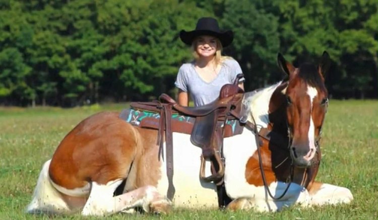 Image for Lumberton Horse and Tack Auction, August 2025