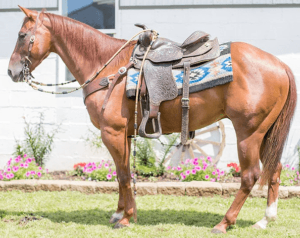 Image for Southwest Wisconsin Riding Horse Sale