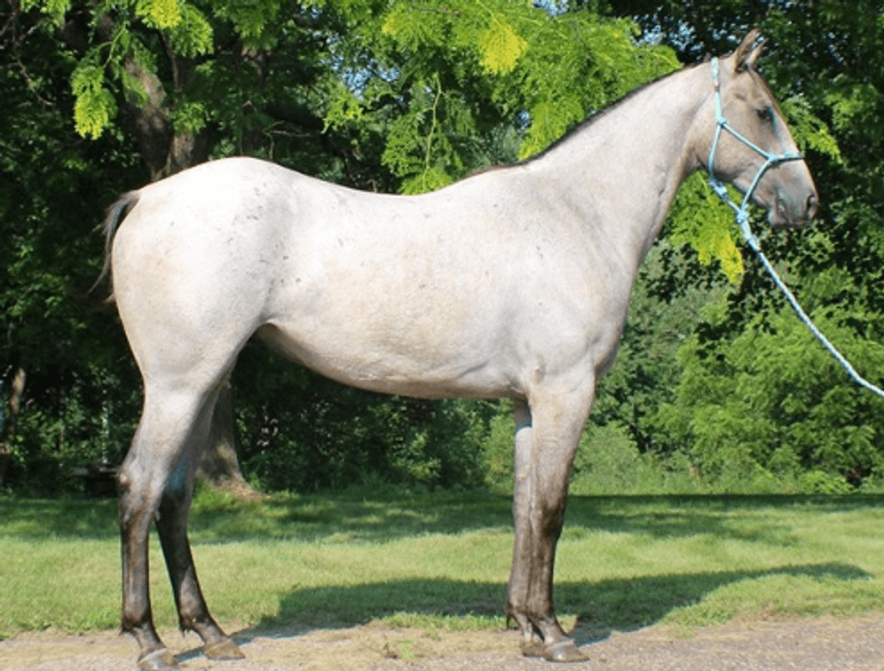 Image for Southwest Wisconsin Riding Horse Sale