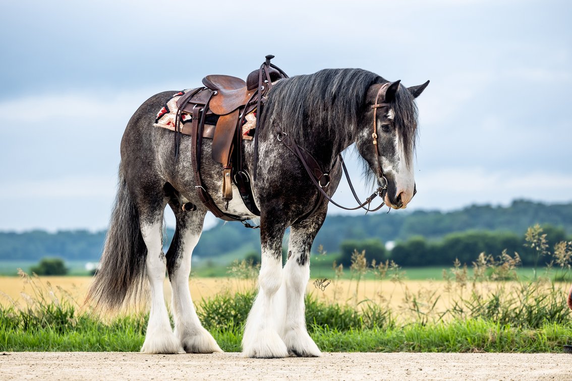 Image for Southwest Wisconsin Riding Horse Sale