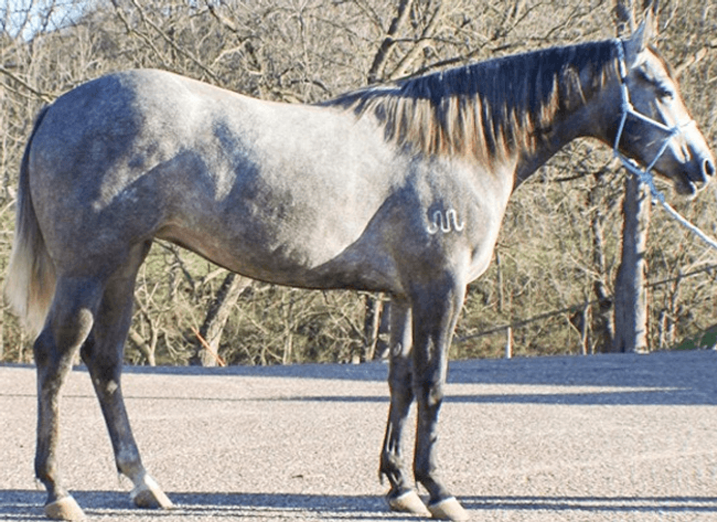 Image for Southwest Wisconsin Riding Horse Sale