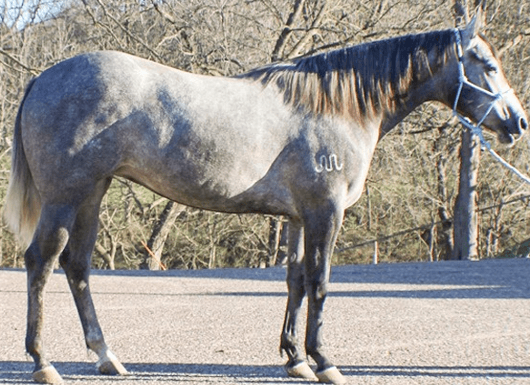 Image for Southwest Wisconsin Riding Horse Sale