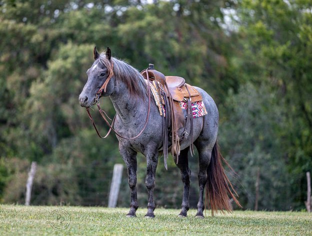 Image for 606 Fall Riding Sale