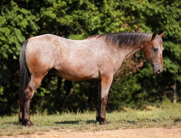 Image for 606 Fall Riding Sale