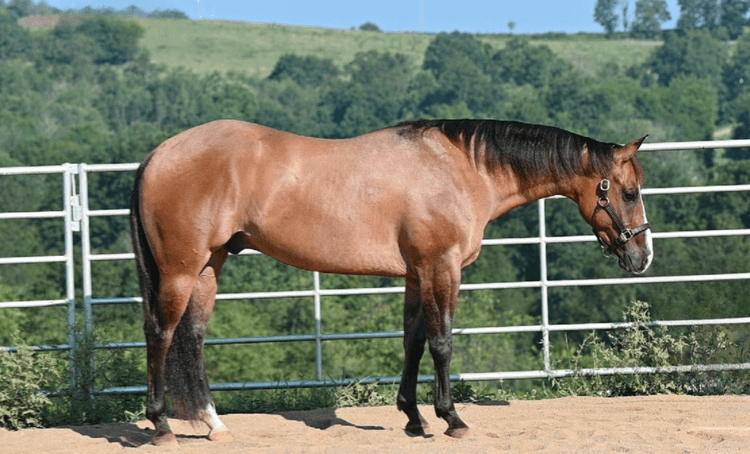 Image for The Horsemans Mission Select Sale