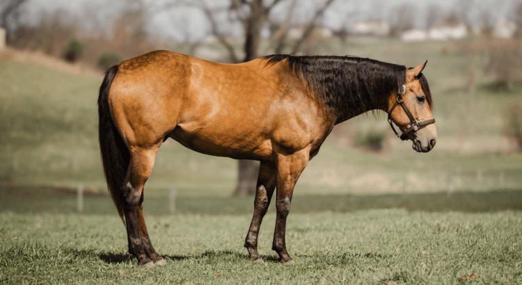 Image for The Horsemans Mission Select Sale