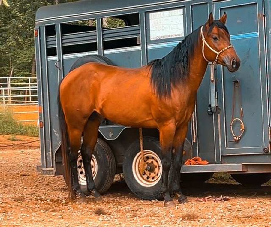Image for Lumberton Horse and Tack Auction, October 2025