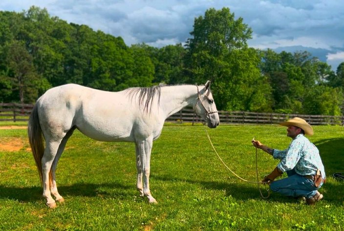 Image for Lumberton Horse and Tack Auction, October 2025