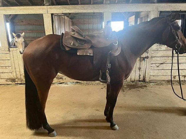 Image for Lumberton Horse and Tack Auction, October 2025