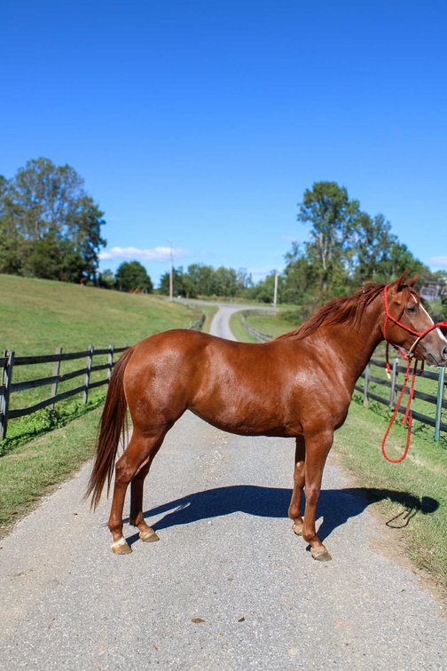 Image for Lumberton Horse and Tack Auction, October 2025