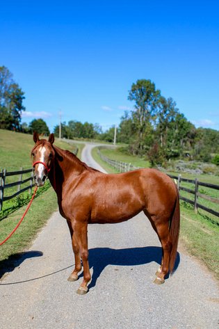 Image for Lumberton Horse and Tack Auction, October 2025