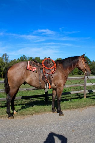 Image for Lumberton Horse and Tack Auction, October 2025