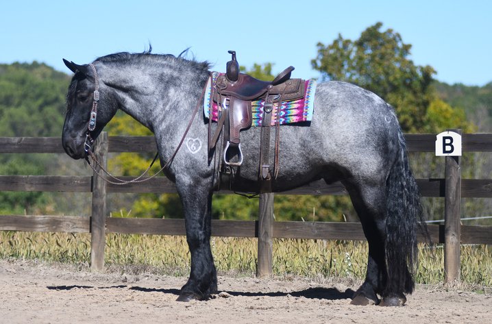 Image for Tri State Cattle and Horse Auction- Saturday- Day 2