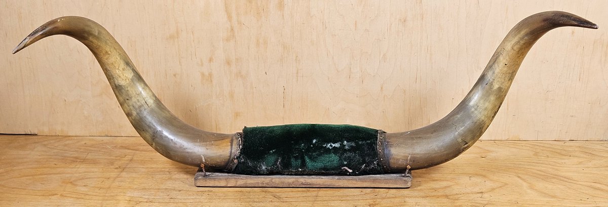 Bull Horns