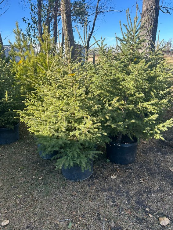 (5) - SPRUCE TREES (TIMES THE MONEY X 5)