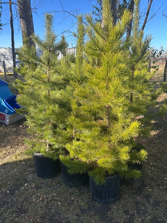 (5) - PINE TREES (TIMES THE MONEY X 5)