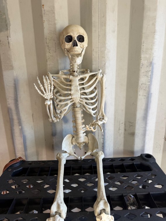 Skeleton Prop
