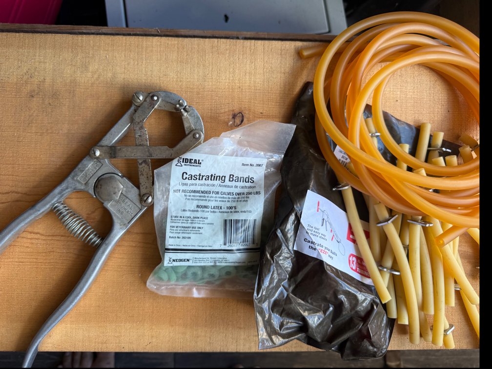 Castrating lot