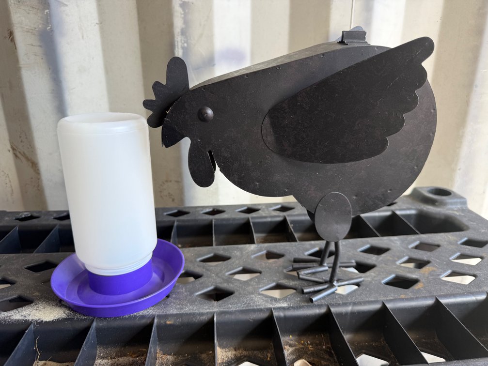 Metal Chicken Sculpture and Plastic Poultry Waterer