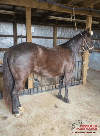Image for Missouri Horse Auction AT MOUNTAIN GROVE- FRIDAY, MARCH 13TH, 2026