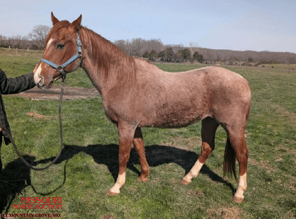 Image for Missouri Horse Auction AT MOUNTAIN GROVE- FRIDAY, APRIL 10TH, 2026