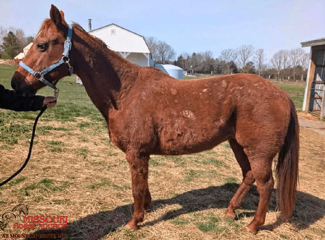 Image for Missouri Horse Auction AT MOUNTAIN GROVE- FRIDAY, APRIL 10TH, 2026