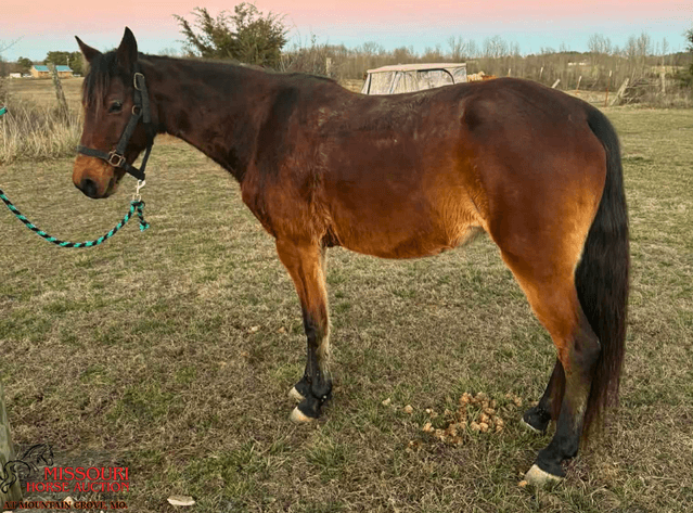Image for Missouri Horse Auction AT MOUNTAIN GROVE- FRIDAY, APRIL 10TH, 2026