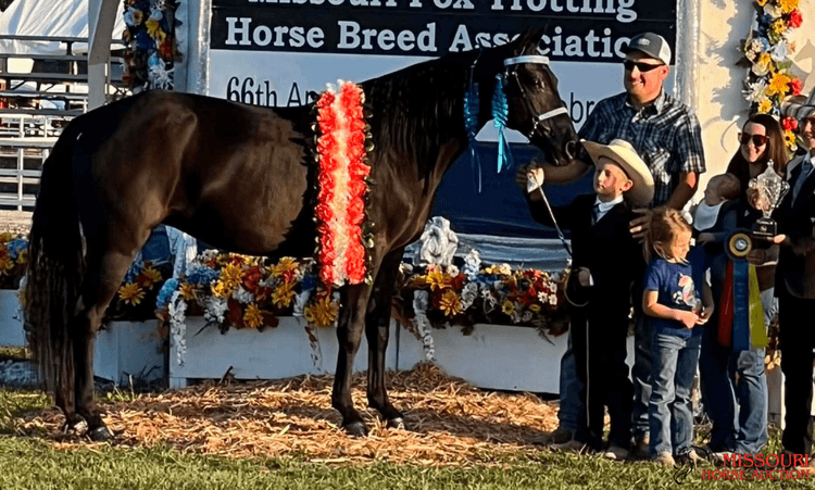 Image for Missouri Horse Auction AVA TRAIL HORSE SALE- SATURAY, SEPTEMBER 12TH, 2026
