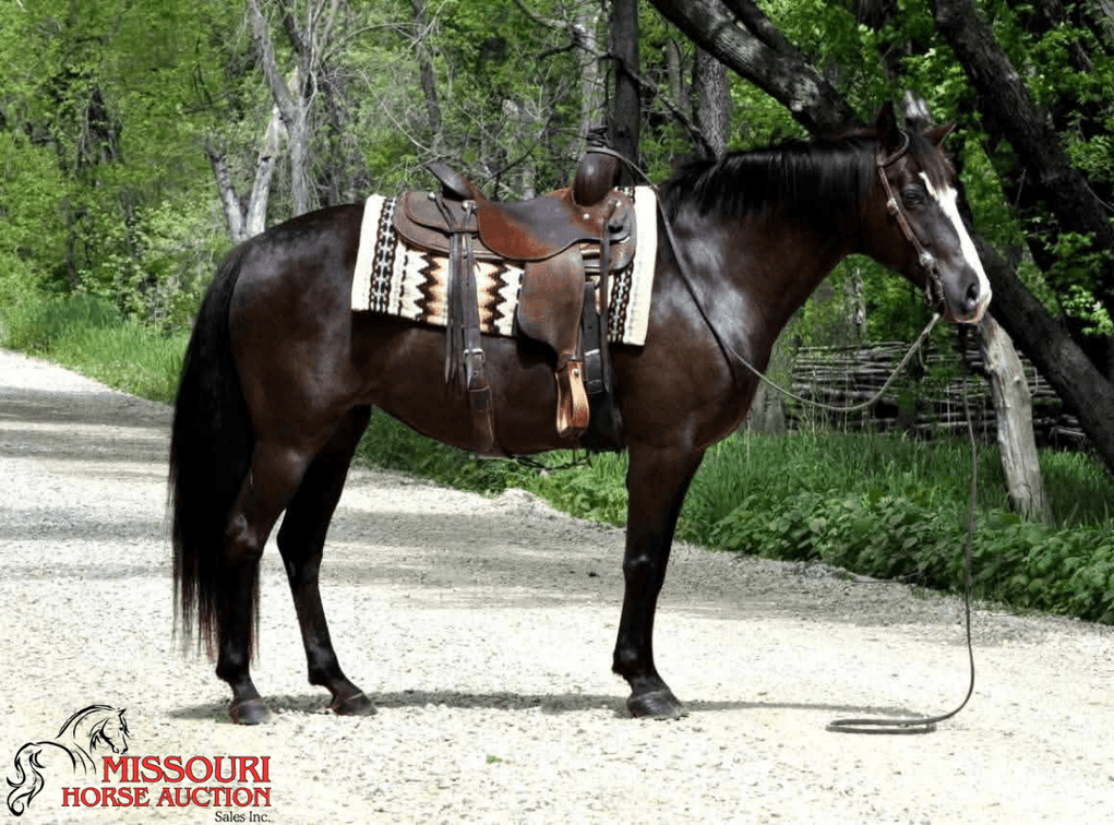 Image for Missouri Horse Auction AVA TRAIL HORSE SALE- SATURAY, SEPTEMBER 12TH, 2026