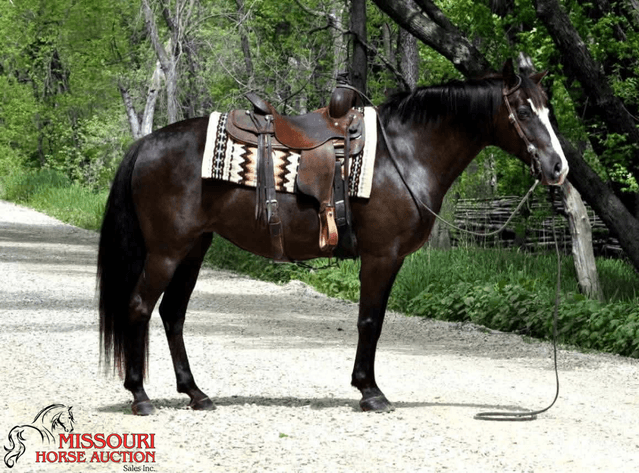 Image for Missouri Horse Auction AVA TRAIL HORSE SALE- SATURAY, SEPTEMBER 12TH, 2026