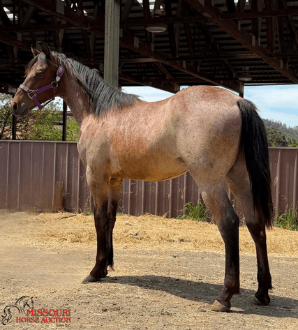 Image for Missouri Horse Auction AVA TRAIL HORSE SALE- SATURAY, SEPTEMBER 12TH, 2026