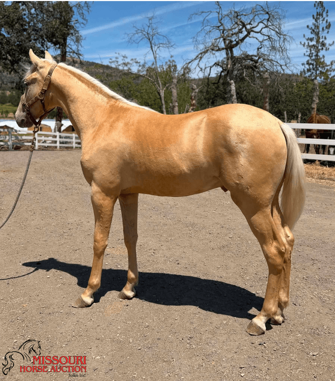 Image for Missouri Horse Auction AVA TRAIL HORSE SALE- SATURAY, SEPTEMBER 12TH, 2026