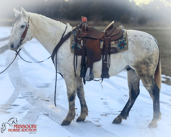 Image for January Horse Auction