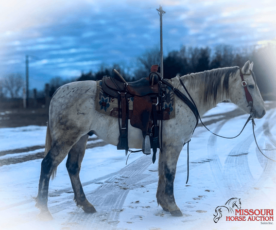 Image for January Horse Auction