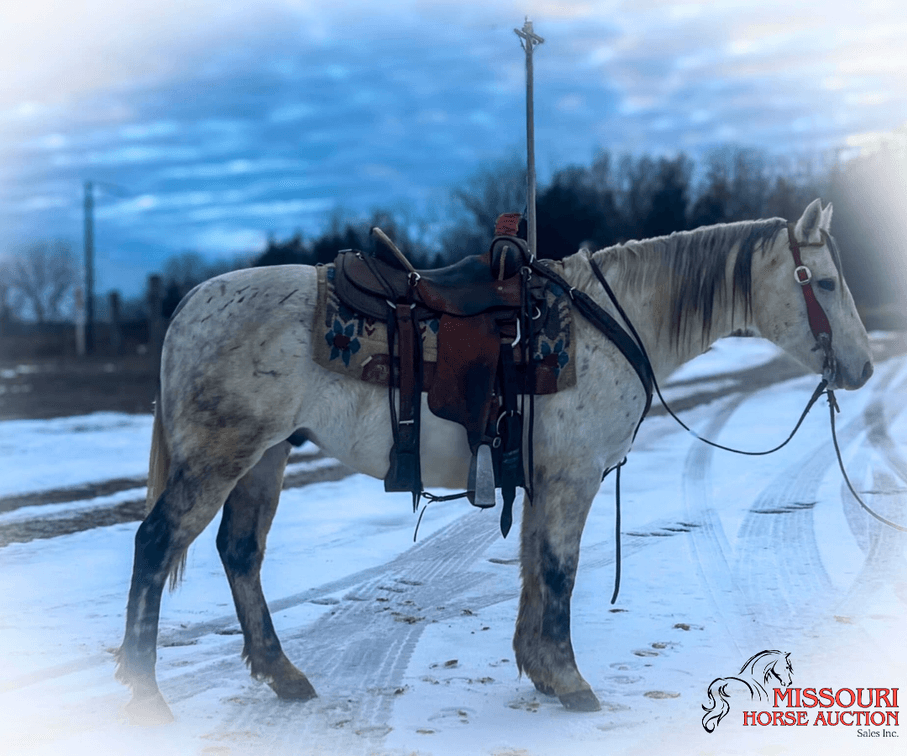 Image for January Horse Auction