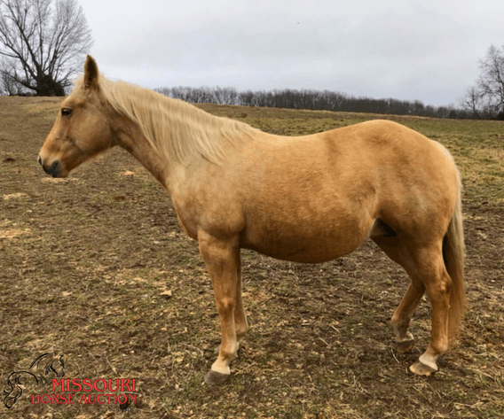 Image for February Horse Auction