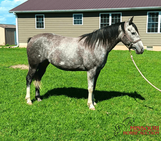 Image for Missouri Horse Auction AT MOUNTAIN GROVE- FRIDAY, APRIL 11TH, 2025