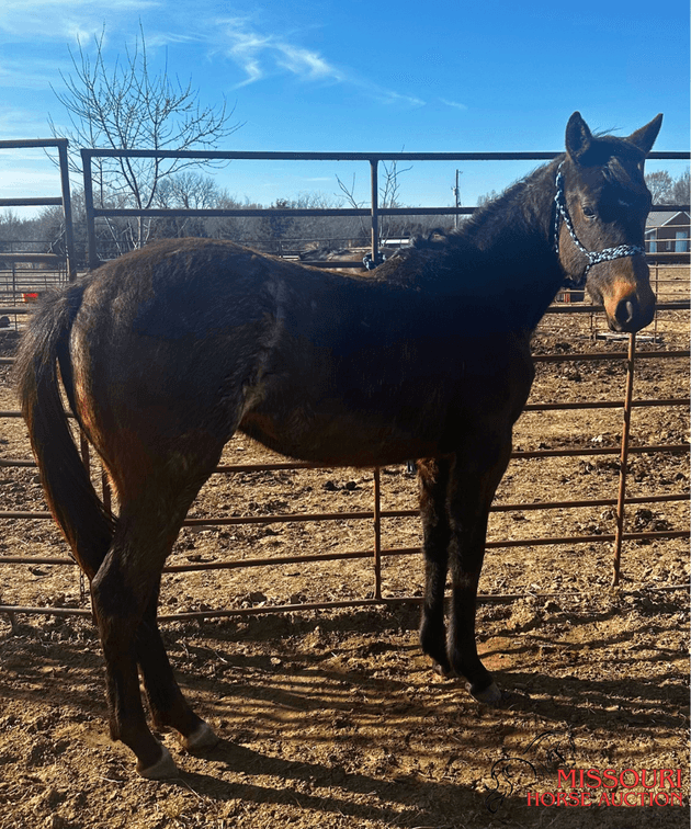 Image for March 10 DAY, ONLINE ONLY Horse Auction