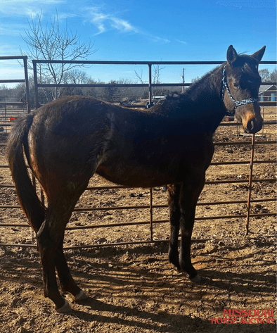 Image for March 10 DAY, ONLINE ONLY Horse Auction