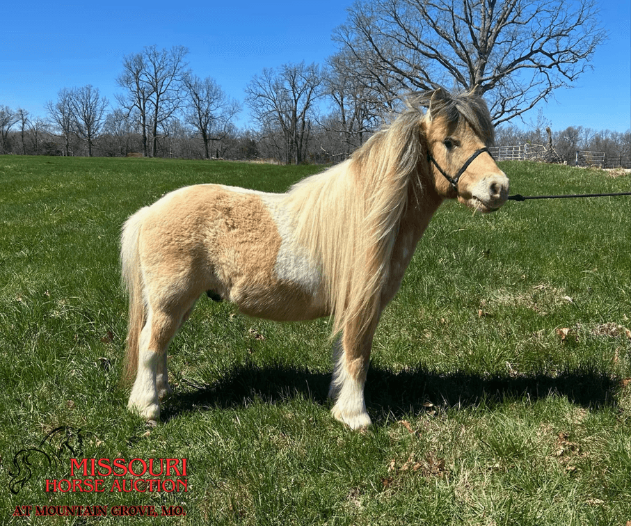Image for Missouri Horse Auction AT MOUNTAIN GROVE- FRIDAY, APRIL 11TH, 2025