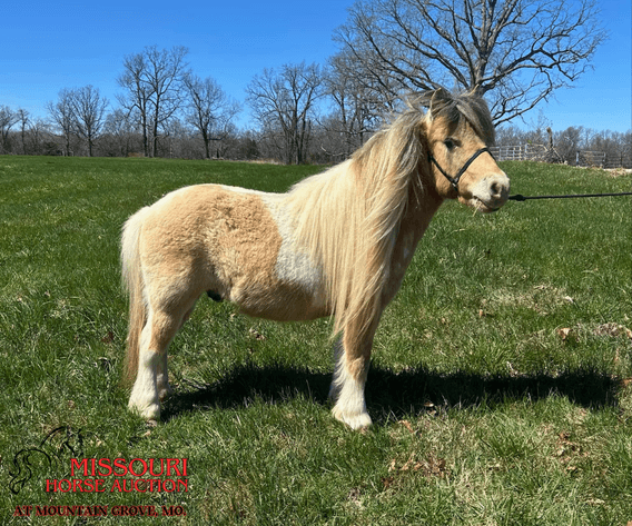 Image for Missouri Horse Auction AT MOUNTAIN GROVE- FRIDAY, APRIL 11TH, 2025