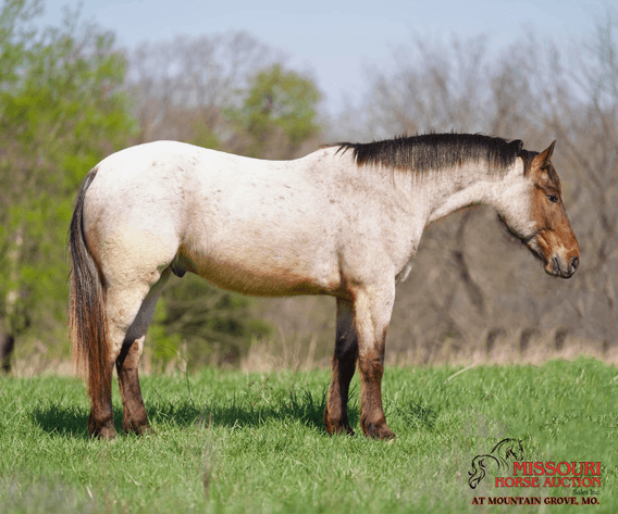 Image for Missouri Horse Auction AT MOUNTAIN GROVE- FRIDAY, APRIL 11TH, 2025