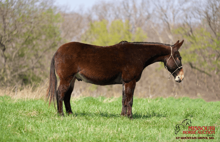 Image for Missouri Horse Auction AT MOUNTAIN GROVE- FRIDAY, APRIL 11TH, 2025