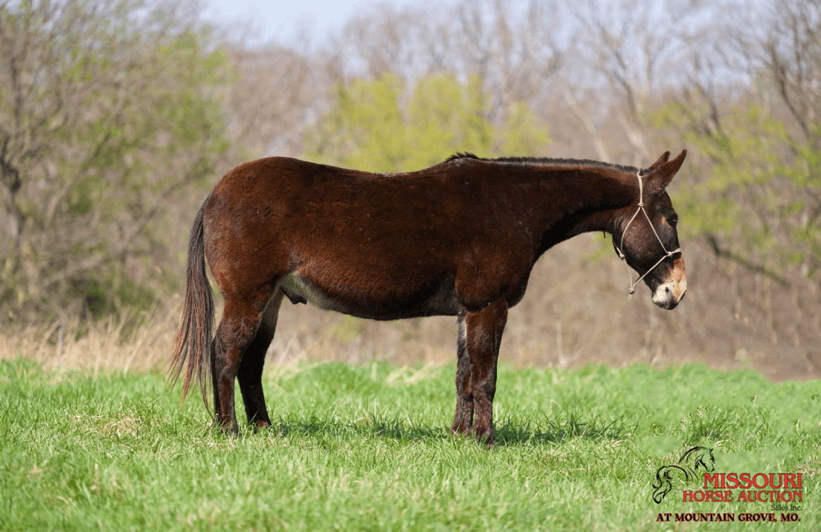 Image for Missouri Horse Auction AT MOUNTAIN GROVE- FRIDAY, APRIL 11TH, 2025