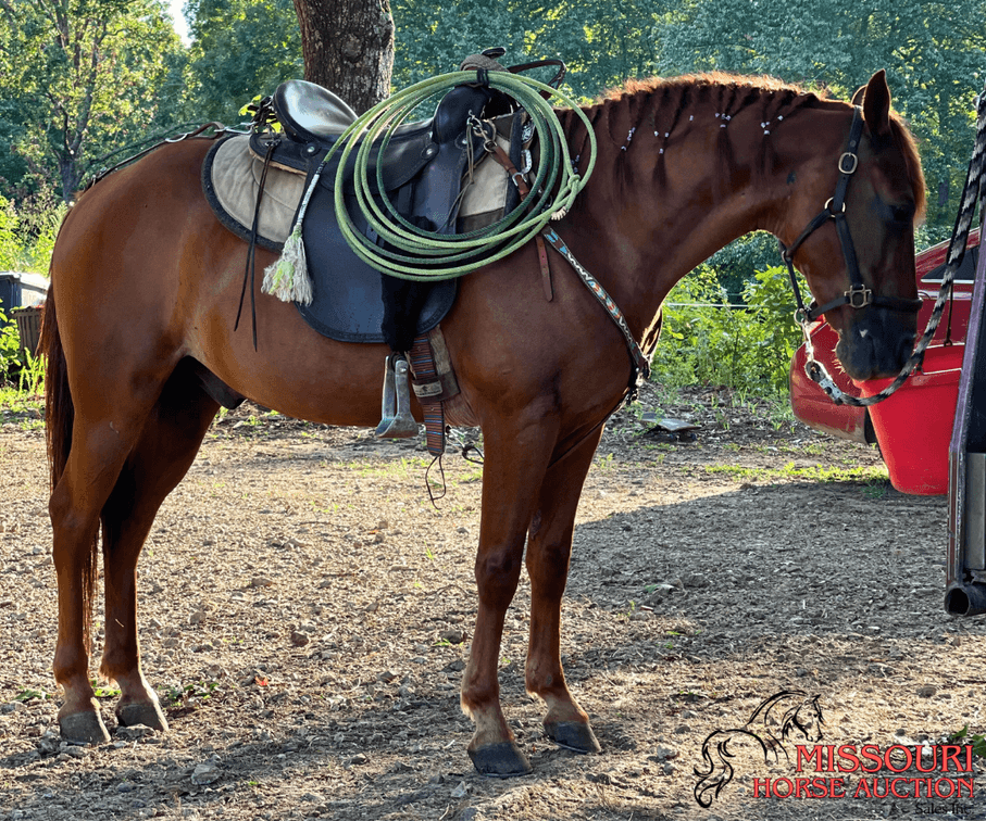Image for April-10 DAY, ONLINE ONLY Horse Auction