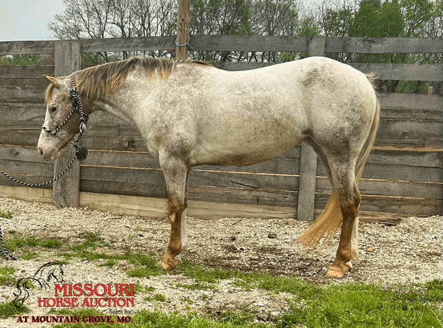 Image for Missouri Horse Auction AT MOUNTAIN GROVE- FRIDAY, MAY 9TH, 2025