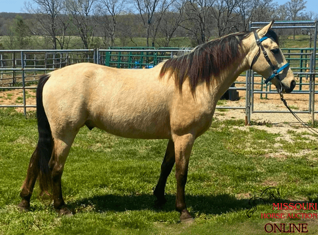 Image for May-10 DAY, ONLINE ONLY Horse Auction