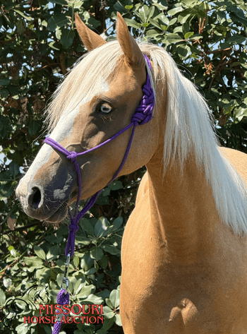 Image for Missouri Horse Auction AVA TRAIL HORSE SALE- SATURAY, SEPTEMBER 6TH, 2025