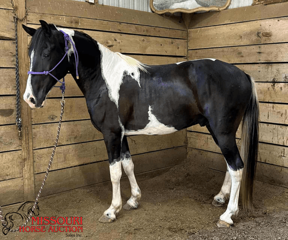 Image for Missouri Horse Auction AVA TRAIL HORSE SALE- SATURAY, SEPTEMBER 6TH, 2025