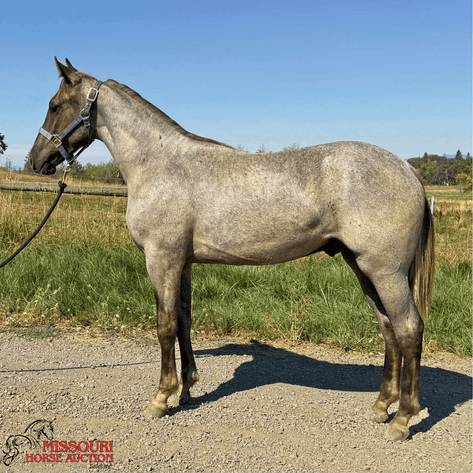 Image for Missouri Horse Auction AVA TRAIL HORSE SALE- SATURAY, SEPTEMBER 6TH, 2025